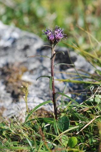 Image of Saussurea angustifolia by no rights reserved
