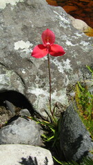 Disa uniflora