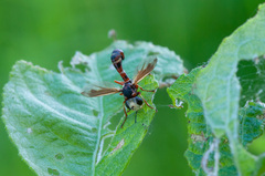 Physocephala vittata