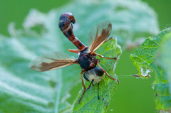 Physocephala vittata
