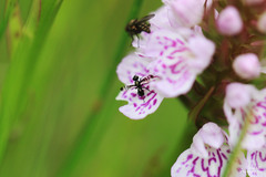 Rivellia syngenesiae