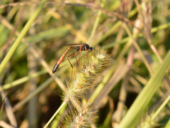 Erigorgus propugnator