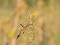 Erigorgus propugnator