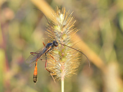 Erigorgus propugnator