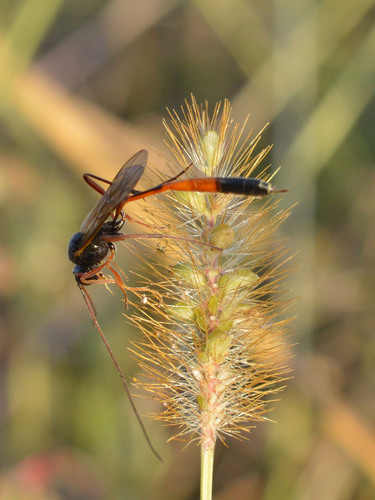 Erigorgus propugnator