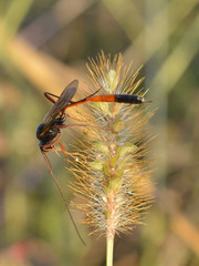 Erigorgus propugnator