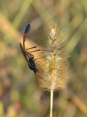 Erigorgus propugnator