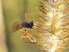 Erigorgus propugnator