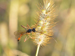 Erigorgus propugnator