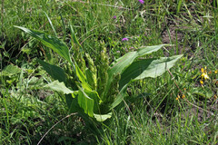 Hypoxis colchicifolia