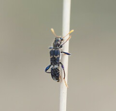 Scrobiger splendidus