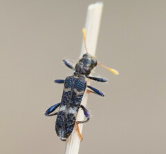 Scrobiger splendidus