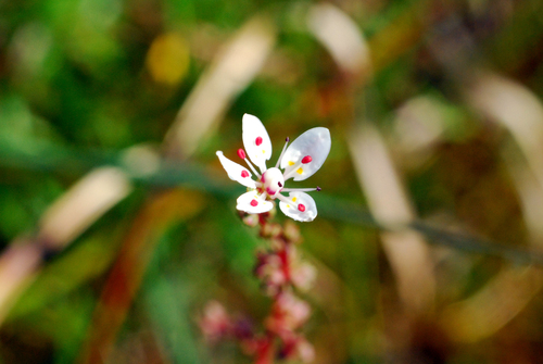 Image of Micranthes foliolosa by no rights reserved