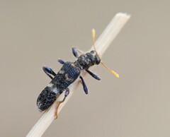 Scrobiger splendidus