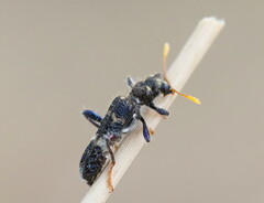 Scrobiger splendidus