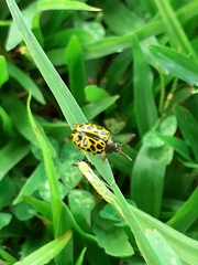 Calligrapha polyspila