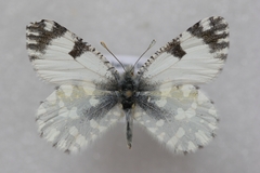 Euchloe ausonia