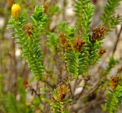 Oedera uniflora