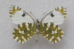 Euchloe ausonia