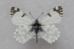 Euchloe ausonia