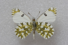 Euchloe ausonia