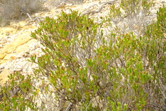 Oedera uniflora