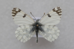 Euchloe ausonia