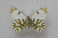 Euchloe ausonia