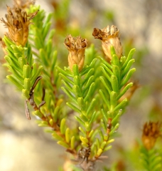 Oedera uniflora