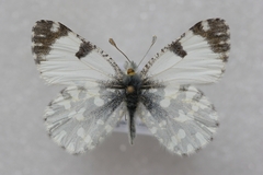 Euchloe ausonia