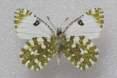 Euchloe ausonia