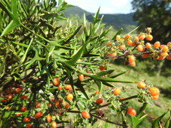 Colletia