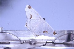 Sericoptera mahometaria