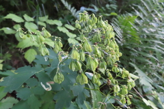 Thalictrum aquilegiifolium