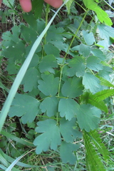 Thalictrum aquilegiifolium