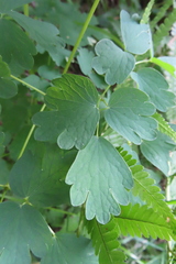 Thalictrum aquilegiifolium