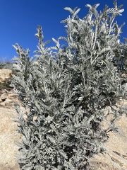 Anthyllis barba-jovis