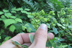 Thalictrum aquilegiifolium
