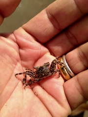 Grapsus albolineatus