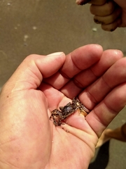 Grapsus albolineatus