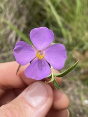 Osbeckia chinensis