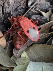 Probergrothius nigricornis