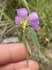 Osbeckia chinensis
