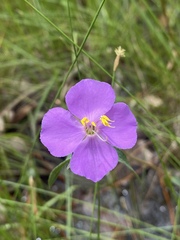 Osbeckia chinensis