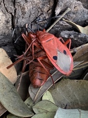 Probergrothius nigricornis