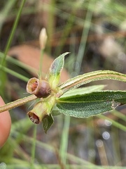 Osbeckia chinensis