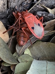Probergrothius nigricornis