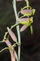 Dipcadi marlothii
