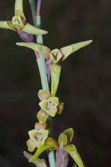 Dipcadi marlothii