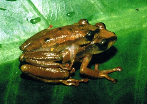 Brown Reed Frog